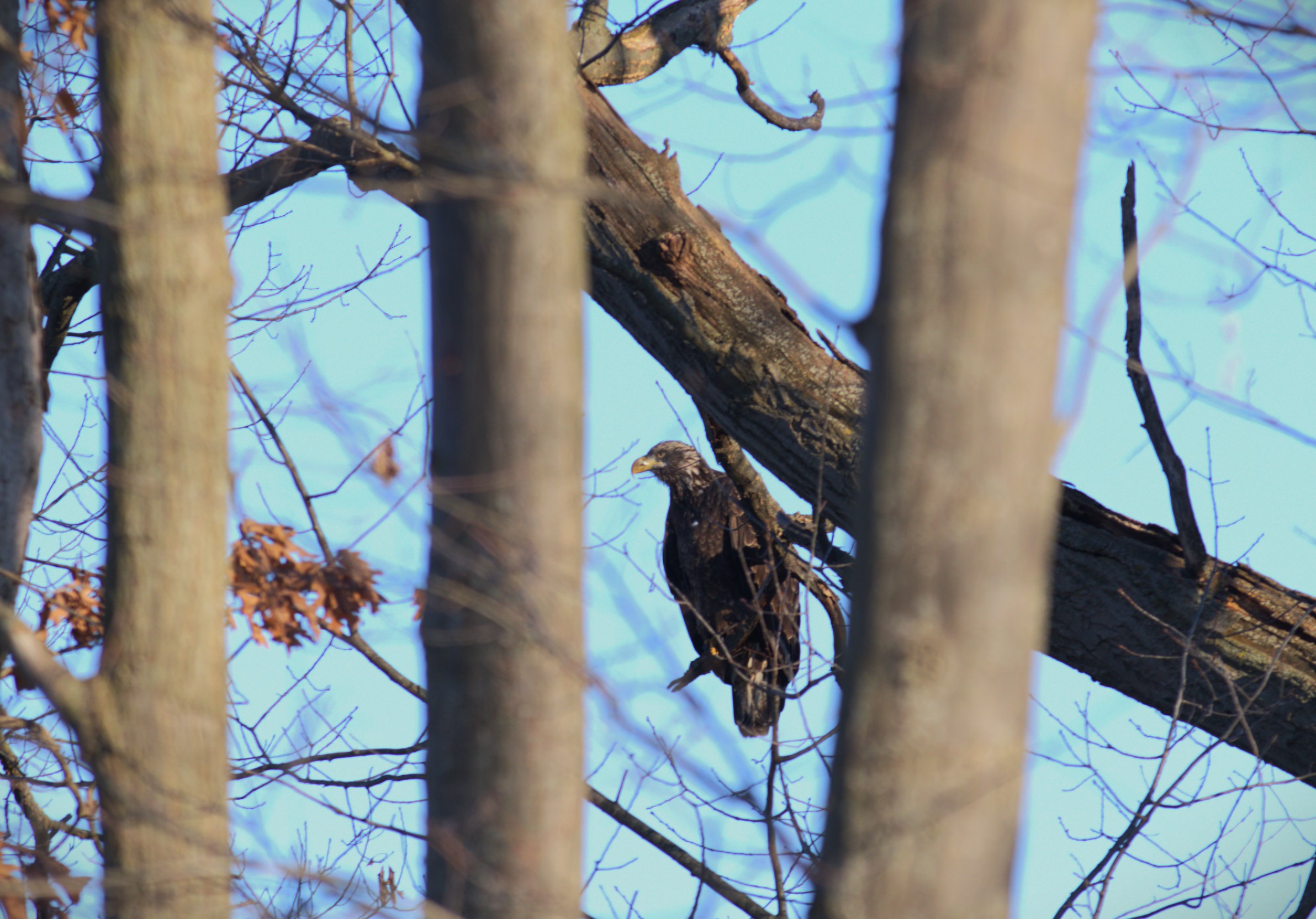Outdoor Explorers: All About Birds
