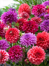 Dahlias Monday September 22 2025 6 00 Pm Southern Lehigh Public