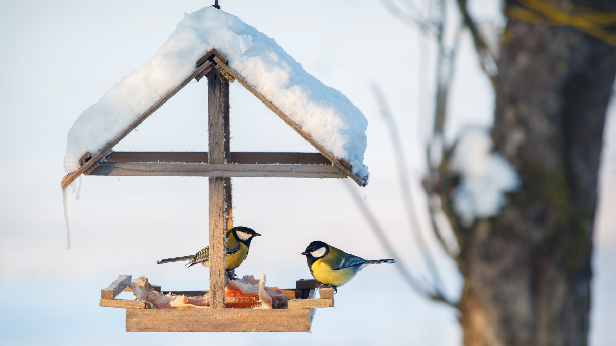 Winter Bird Feeding (C)