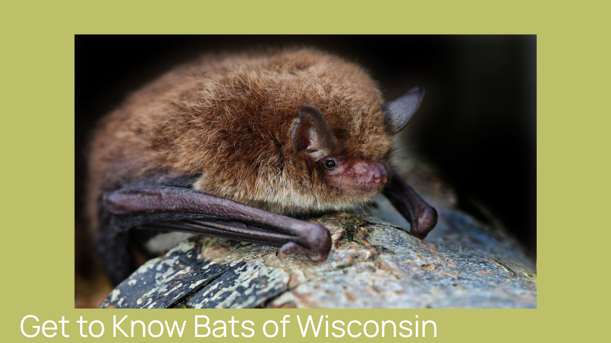 Family Activity Night: Get to Know Bats of Wisconsin - Thursday ...