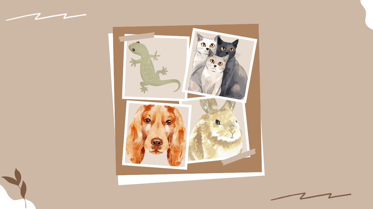 Pet Portraits Pet Portraits