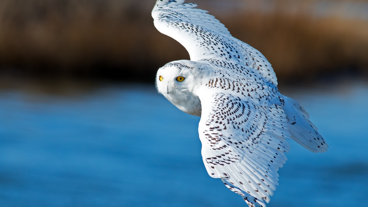 Birding  w/ Dr. Allen (Adults -M)