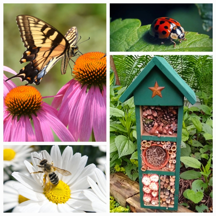 Garden Pollinators