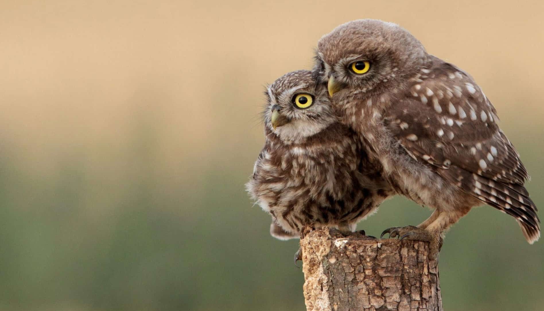 FOR-MAR NATURE DAY CAMP-Owlets: Water Adventures