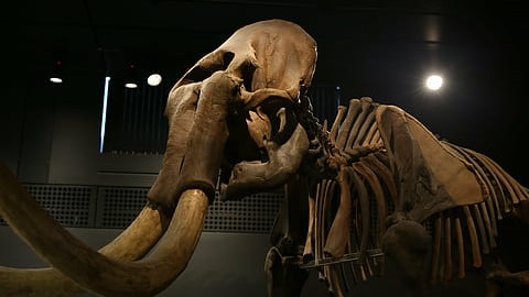 Discovering a Mastodon!
