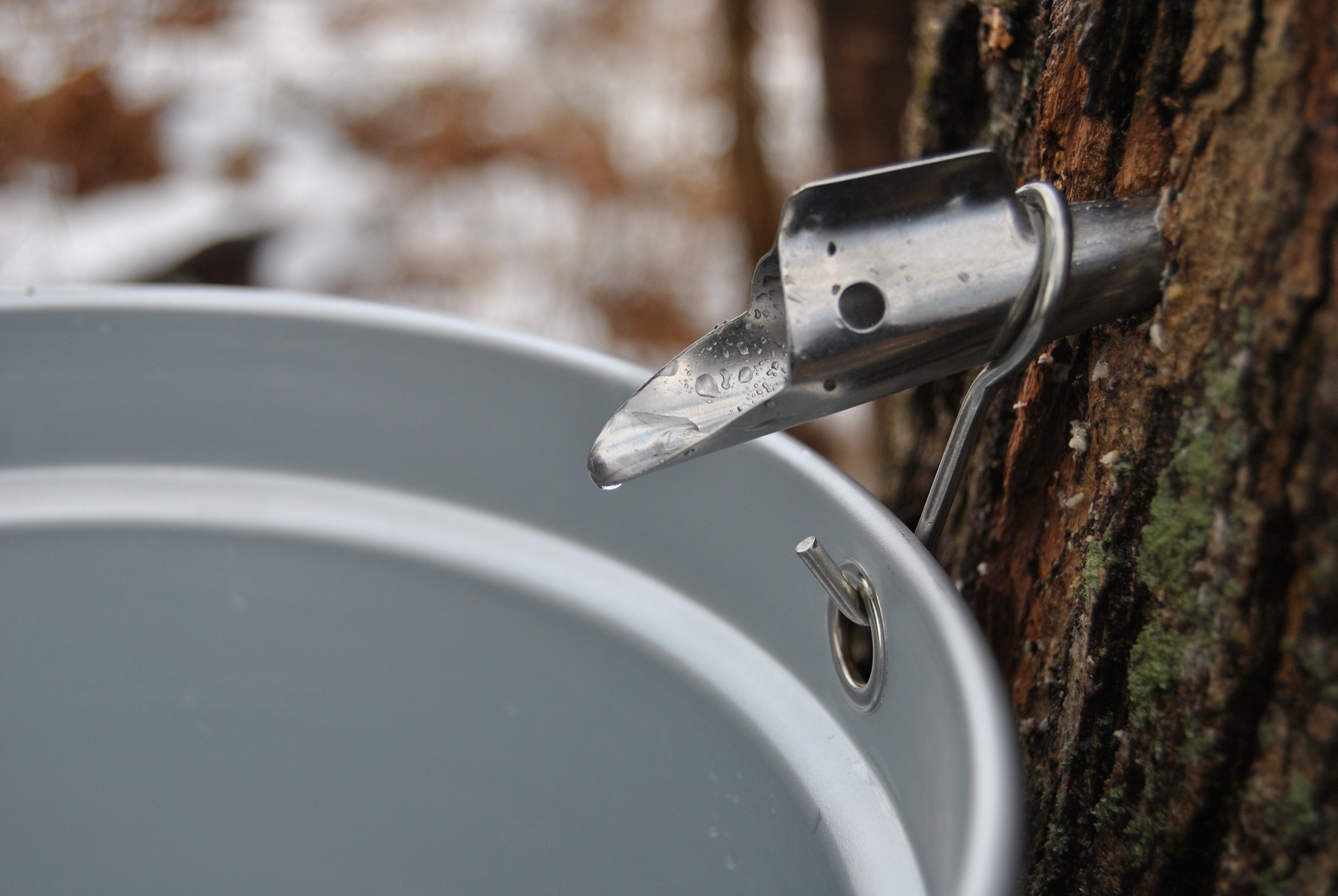 Outdoor Explorers: Maple Syrup Day