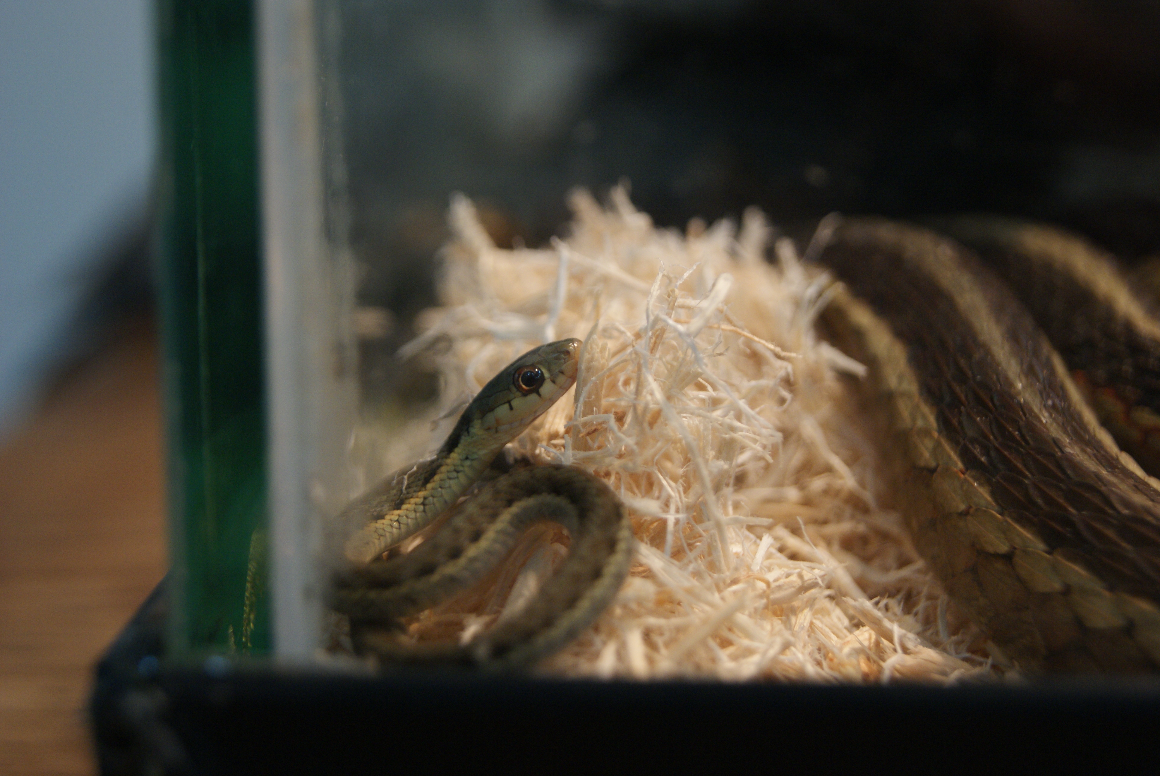 Behind the Scenes of Animal Care