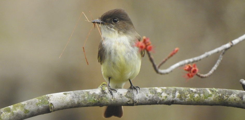 Virtual Nature Break: World Wildlife Day