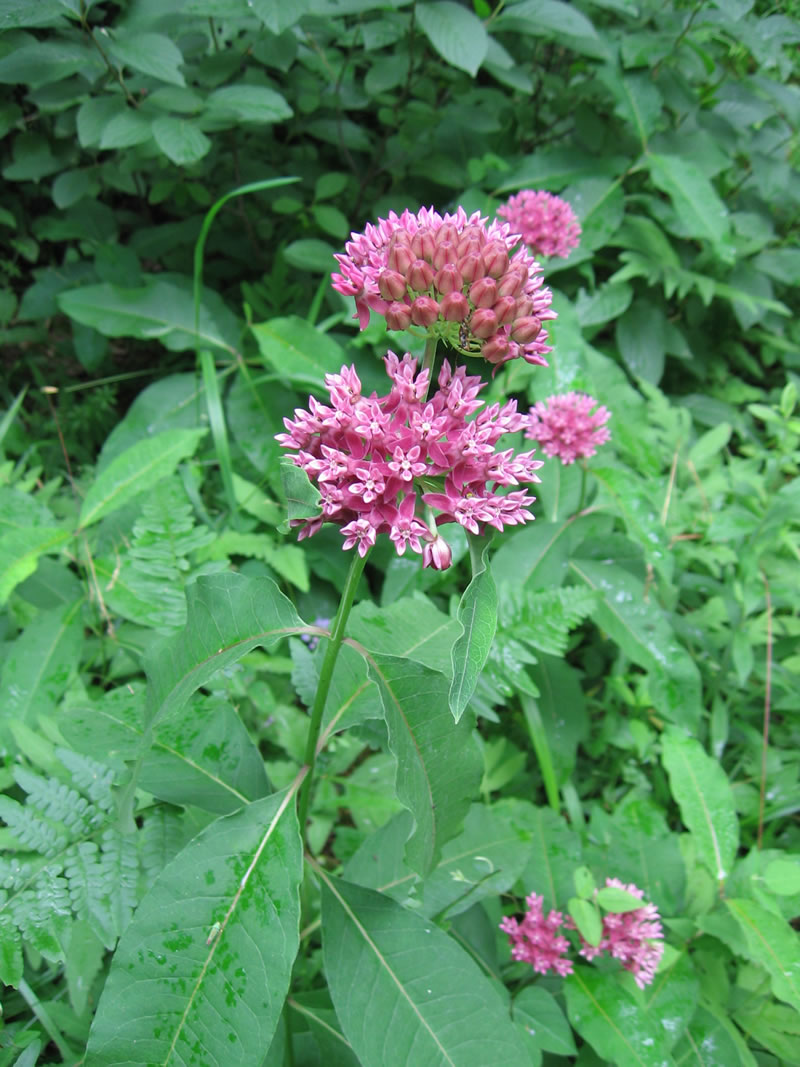 The Magic of Milkweed
