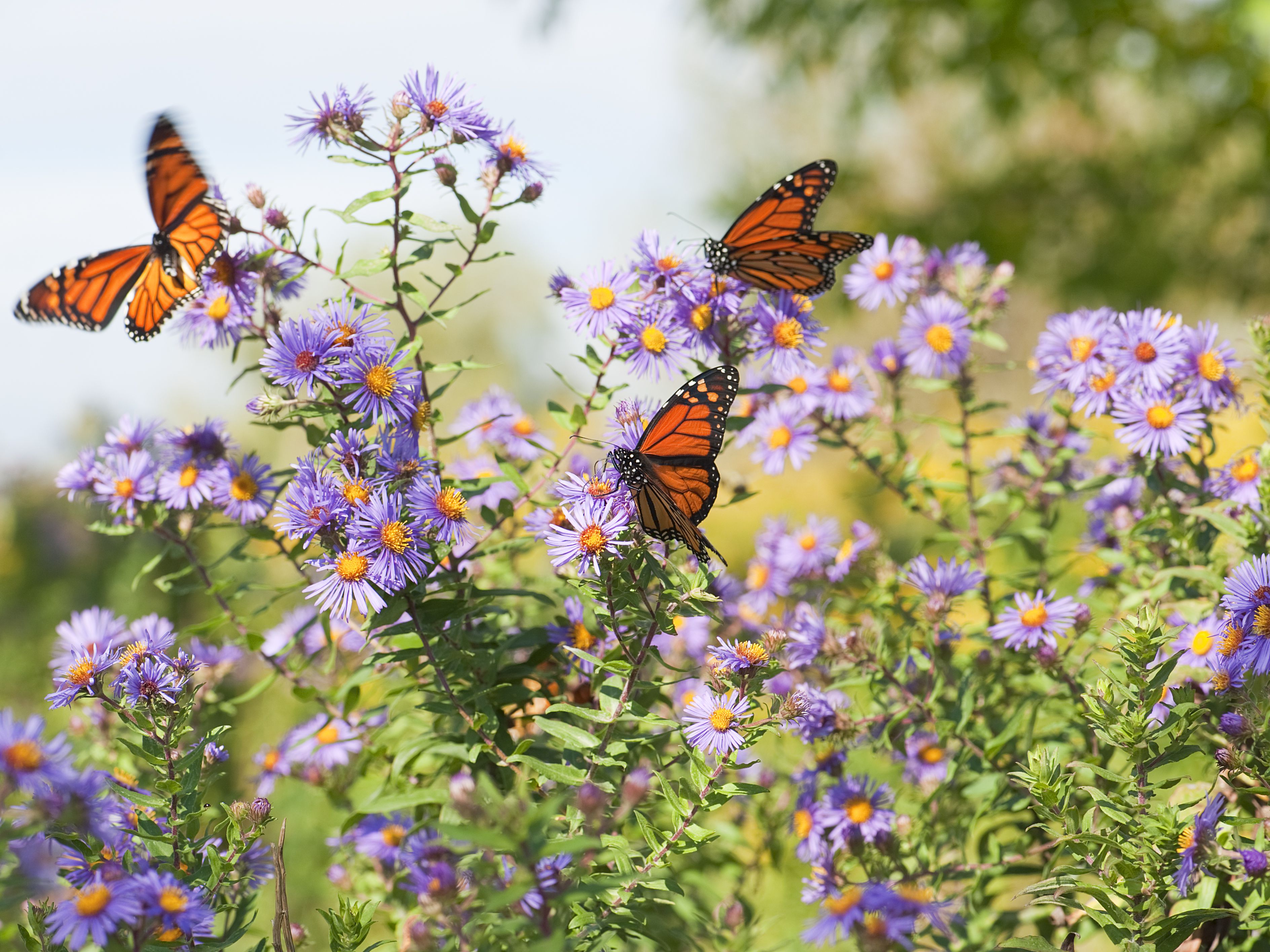 Beckoning Butterflies (via Zoom)