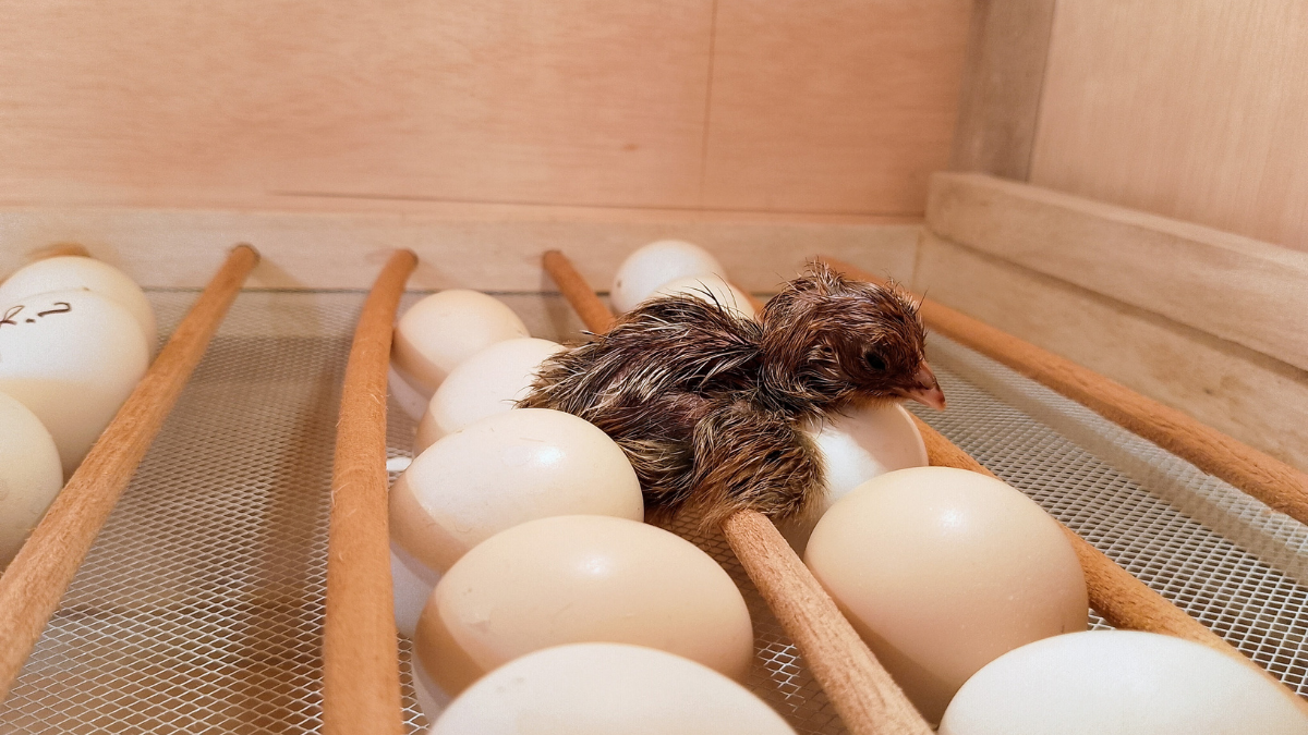 Hatching chicks with Genesee County 4H