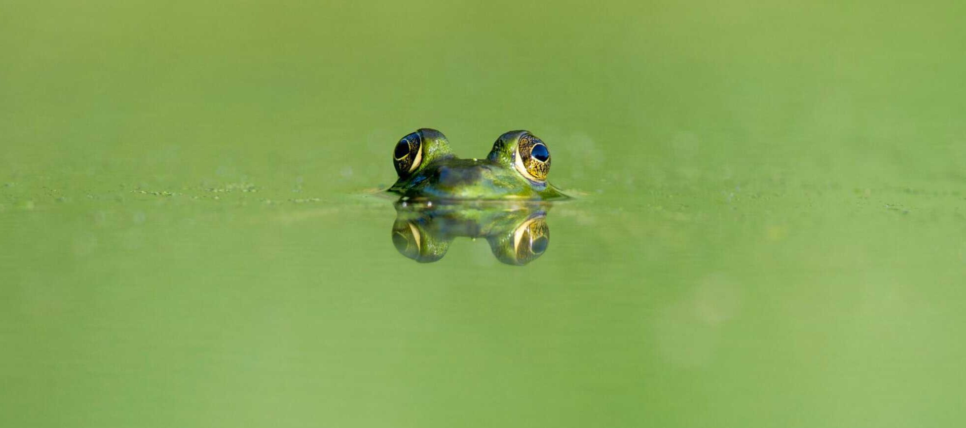 FOR- MAR NATURE DAY CAMP- Tadpoles: Water Adventures