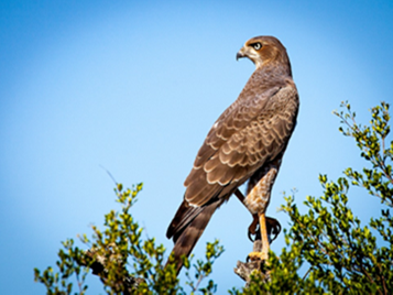 Lords of the Sky : Birds of Prey