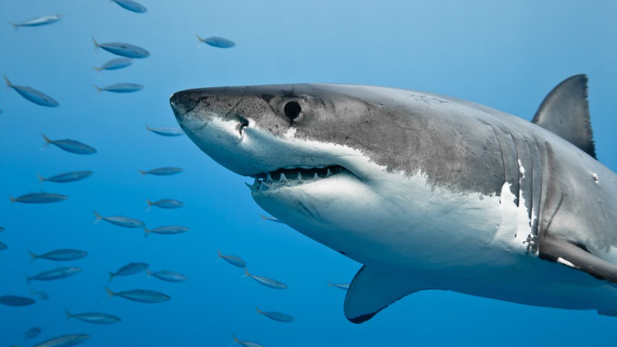 Shark Week Watch Party (C)