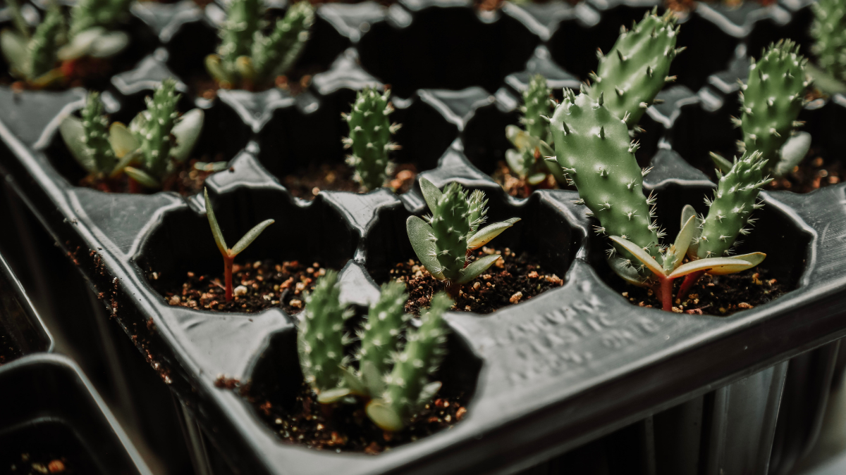 Fall Native Plant Sale