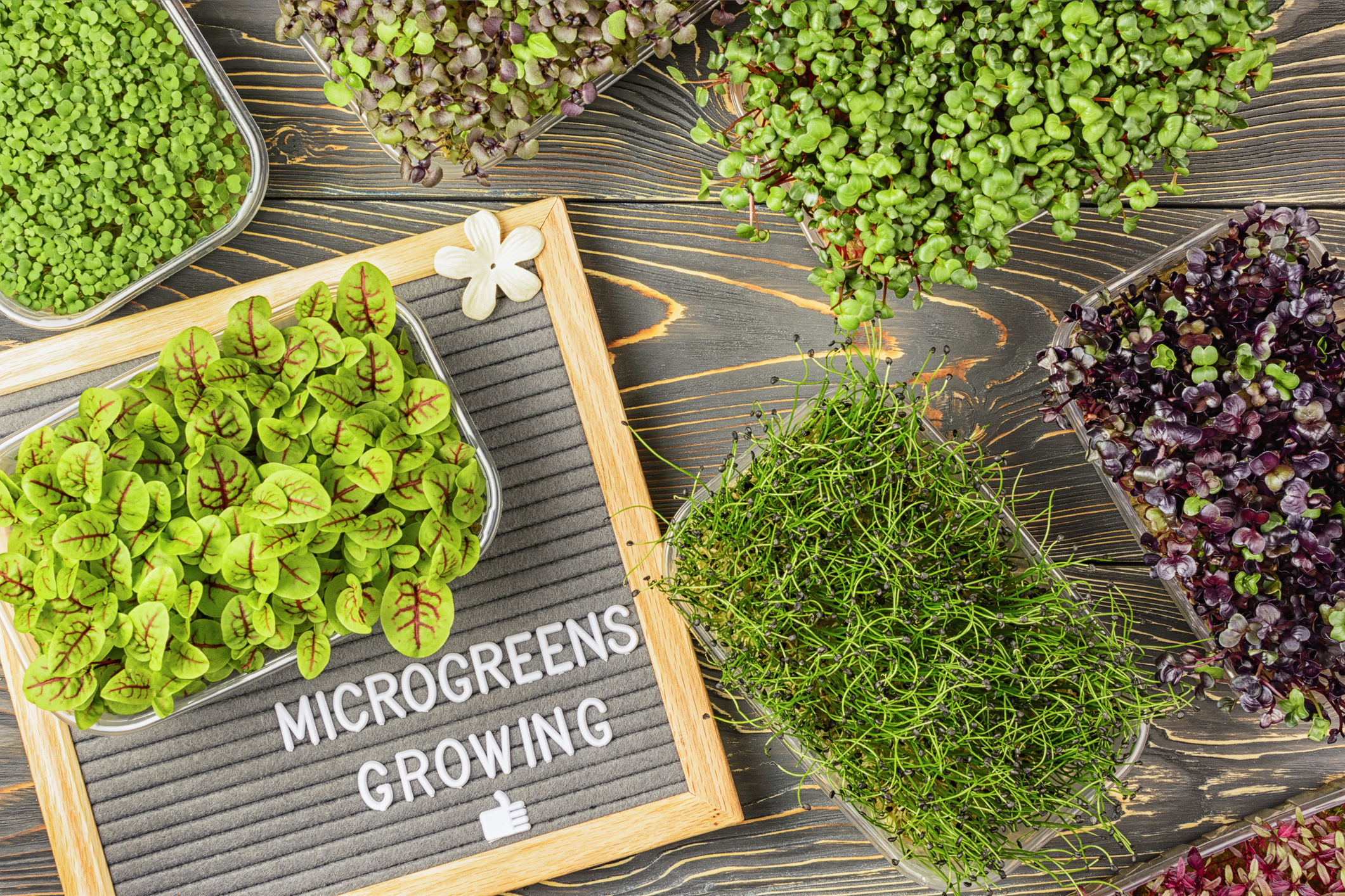 Adult Craft Kits to Go: Microgreens