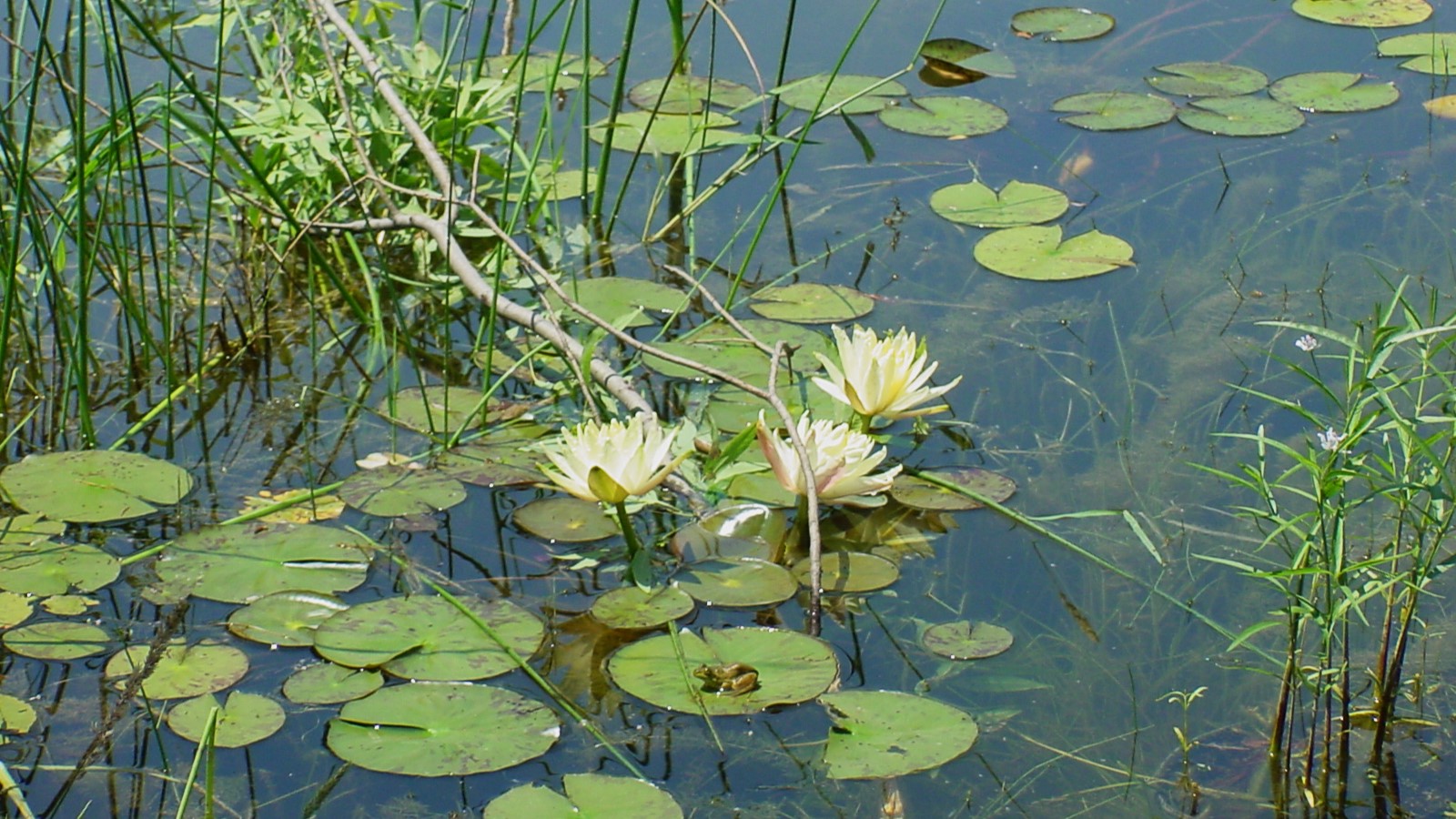 Outdoor Explorers: Change My Mind