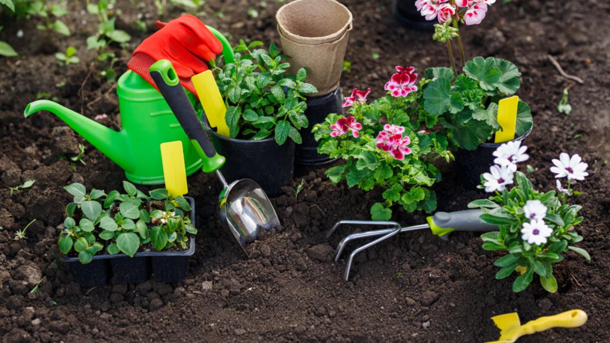 Gardening 101 with Rooted for Good - CANCELLED