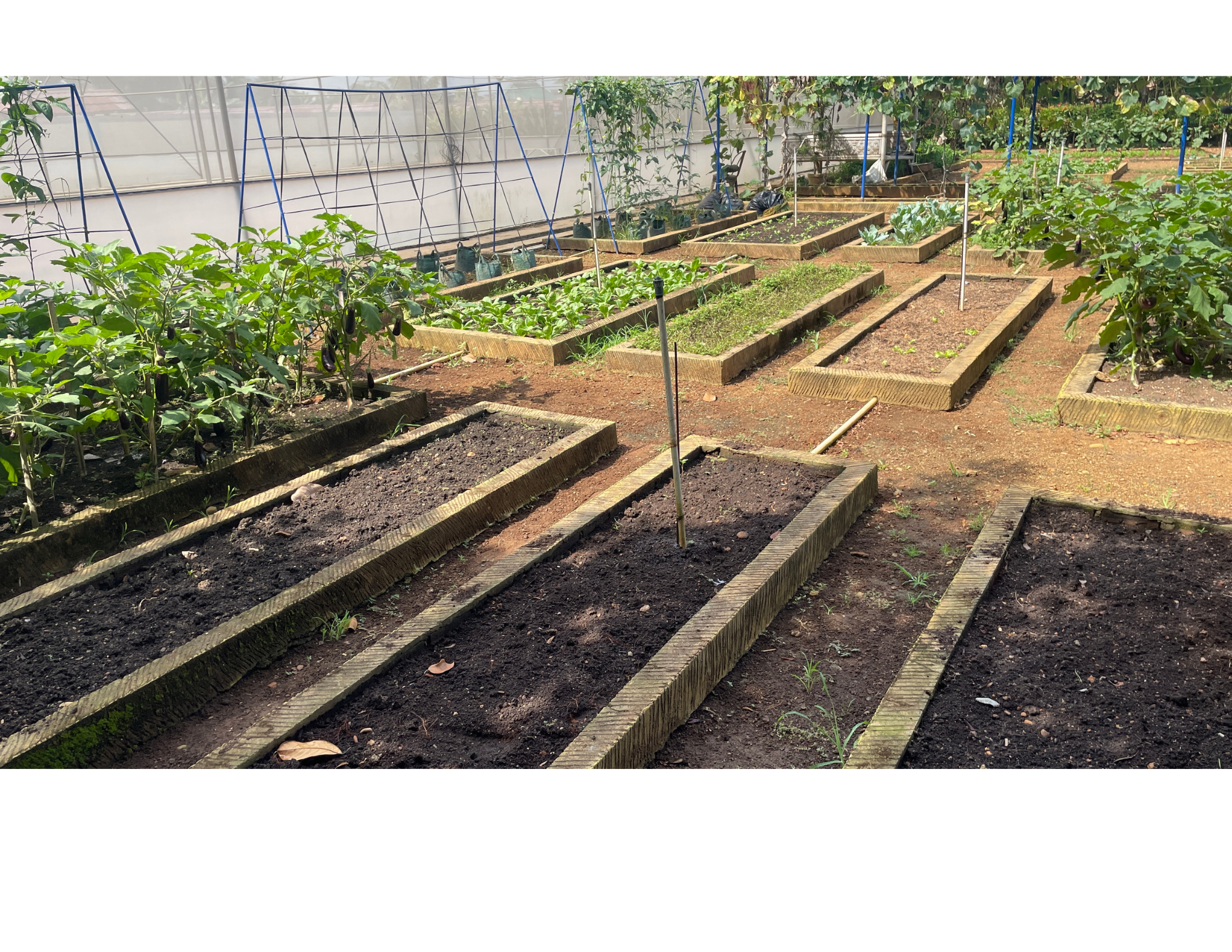 Garden Planning: Designing a Productive and Manageable Garden