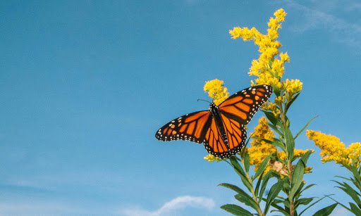 Milkweed for Monarchs