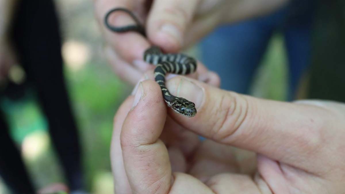 Nature at the Library - Creepy, Crawly, and Cool