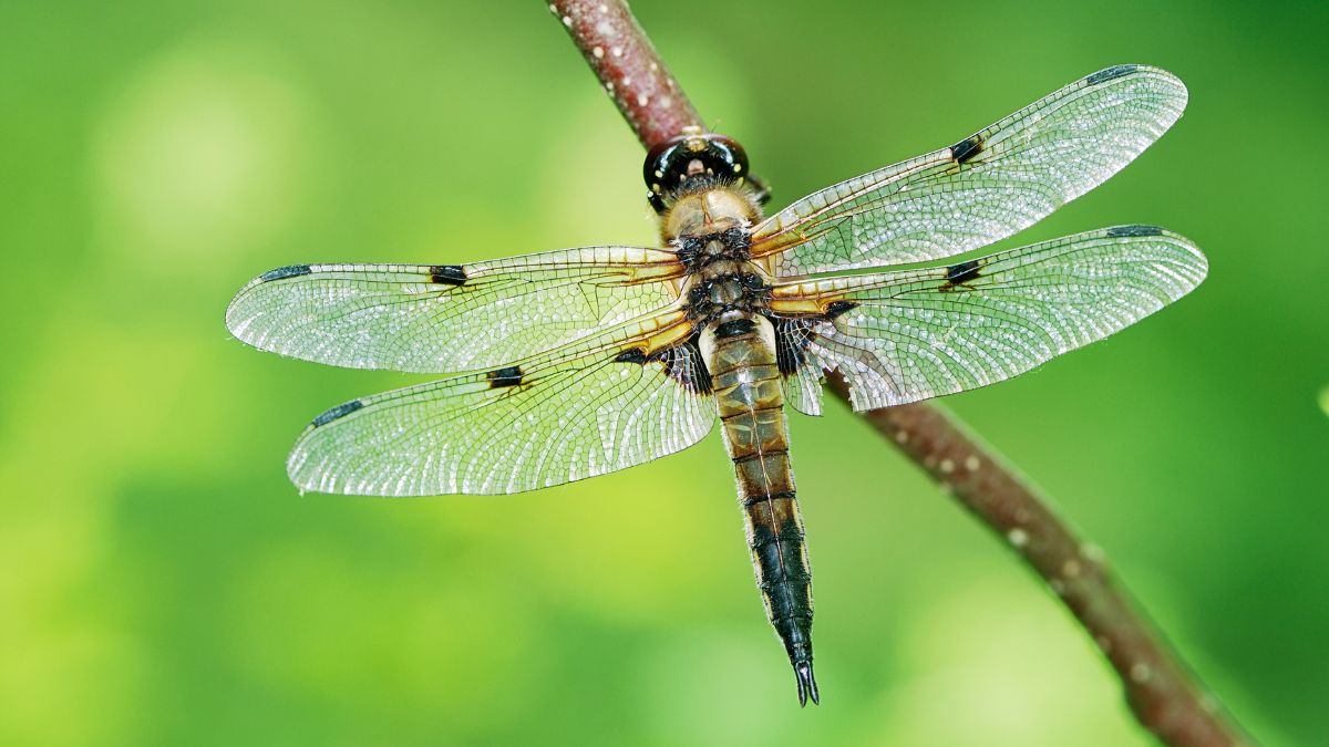 All About Dragonflies
