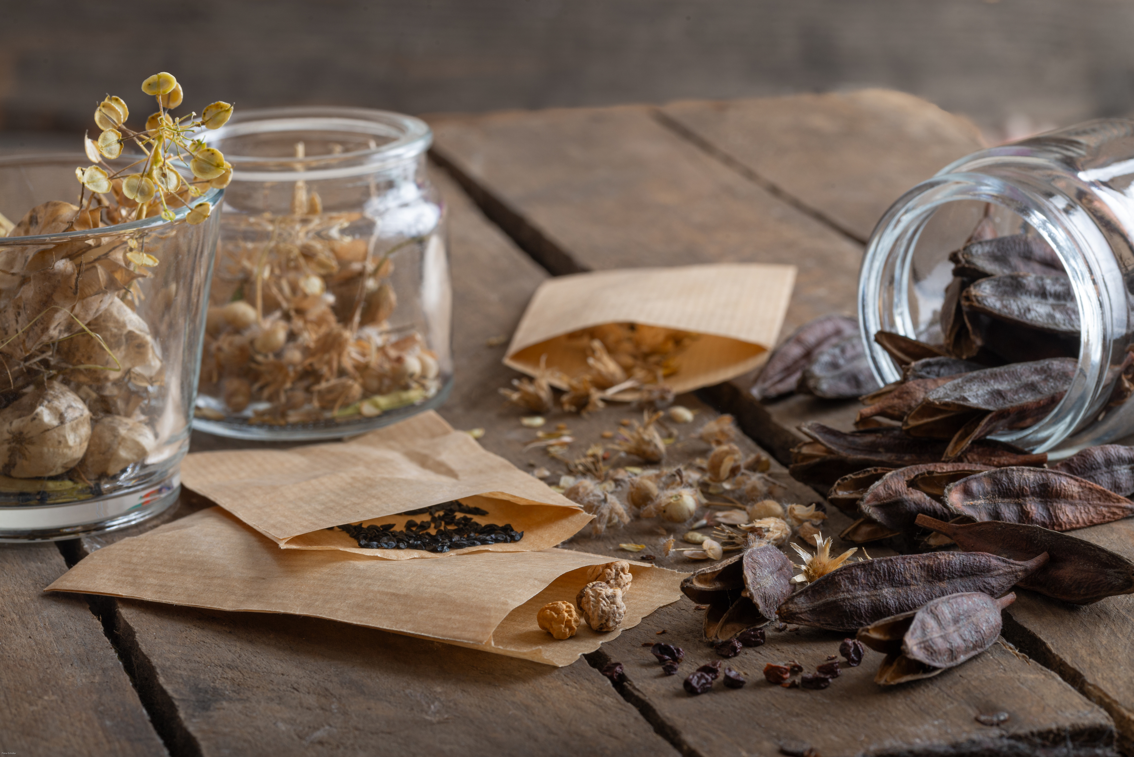Seeds and More: Seed Saving Class