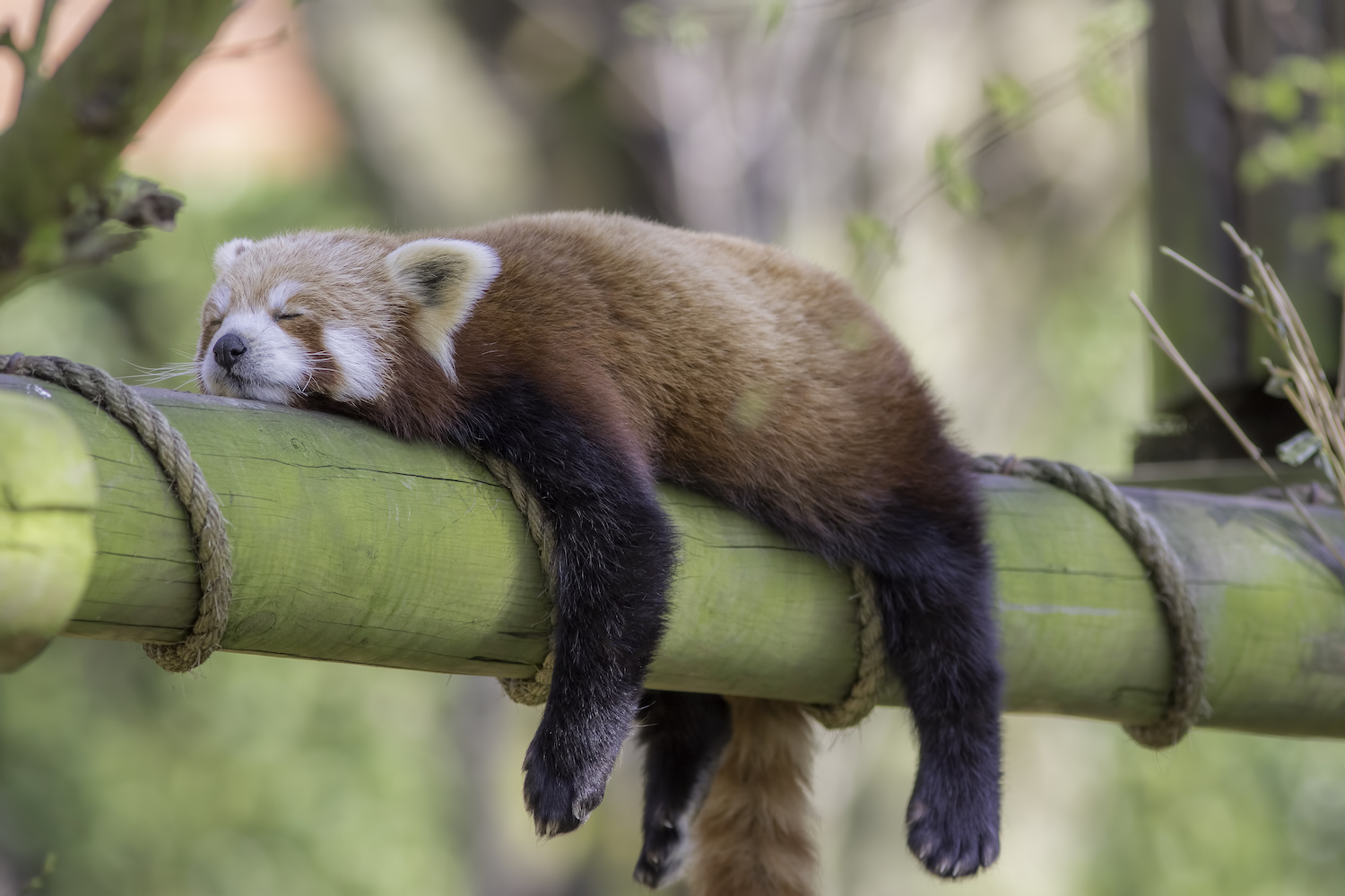 Knee High Naturalist:  How Animals Sleep