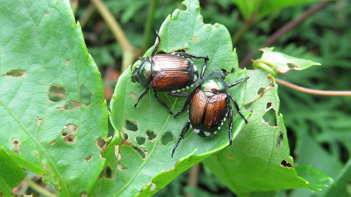 Knee High Naturalist: Beetle Mania!