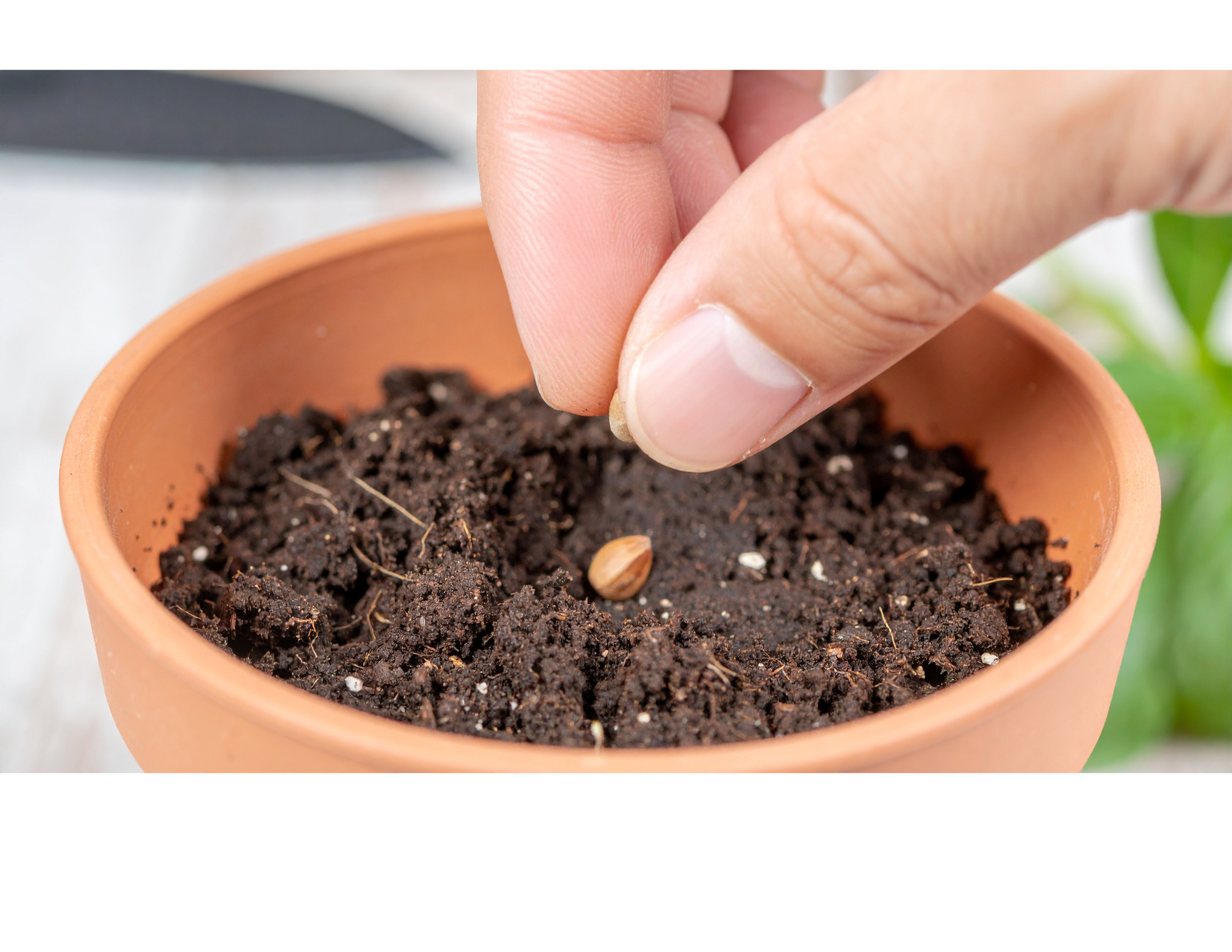 Seed Starting: Simple Steps for Strong Seedlings