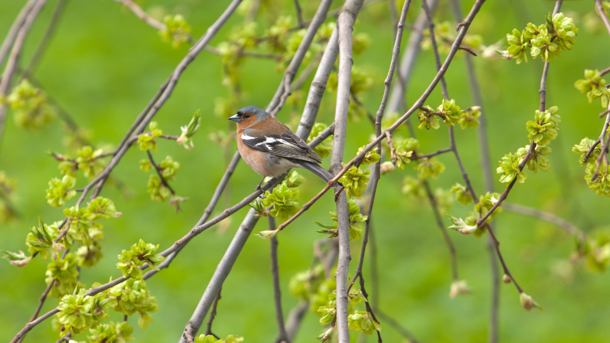 Nature Talks with Rob Zimmer - Songs of Spring