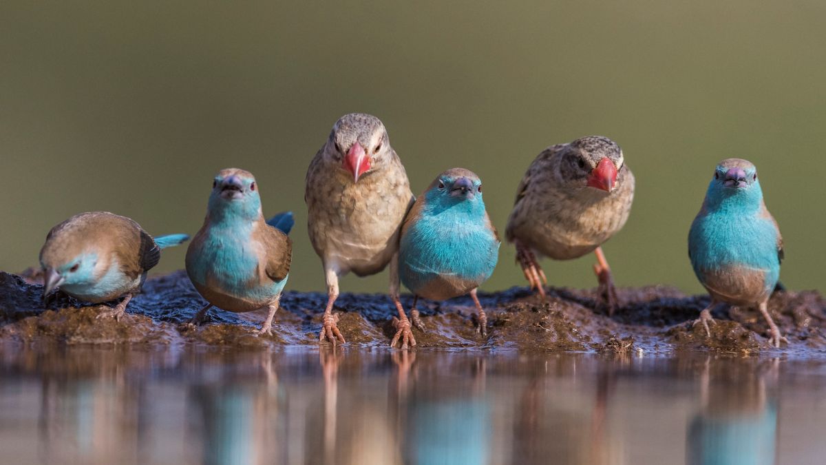 Find the Library Birds Scavenger Hunt