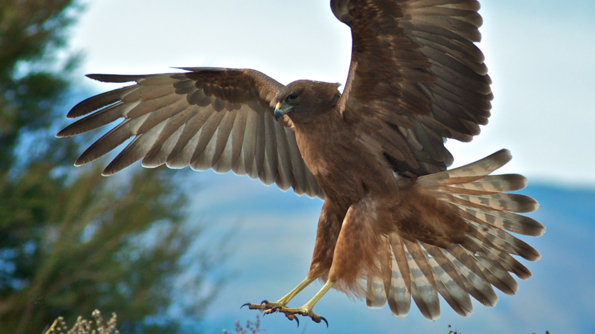 Birds of Prey (C)