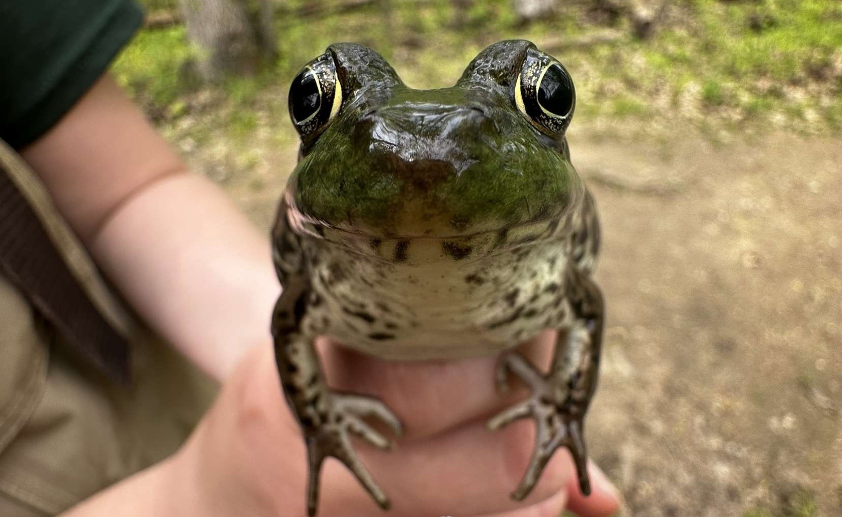 Frog & Toad Night Hike