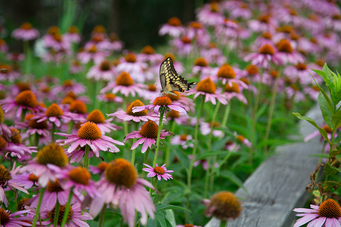 Native Plant Workshop