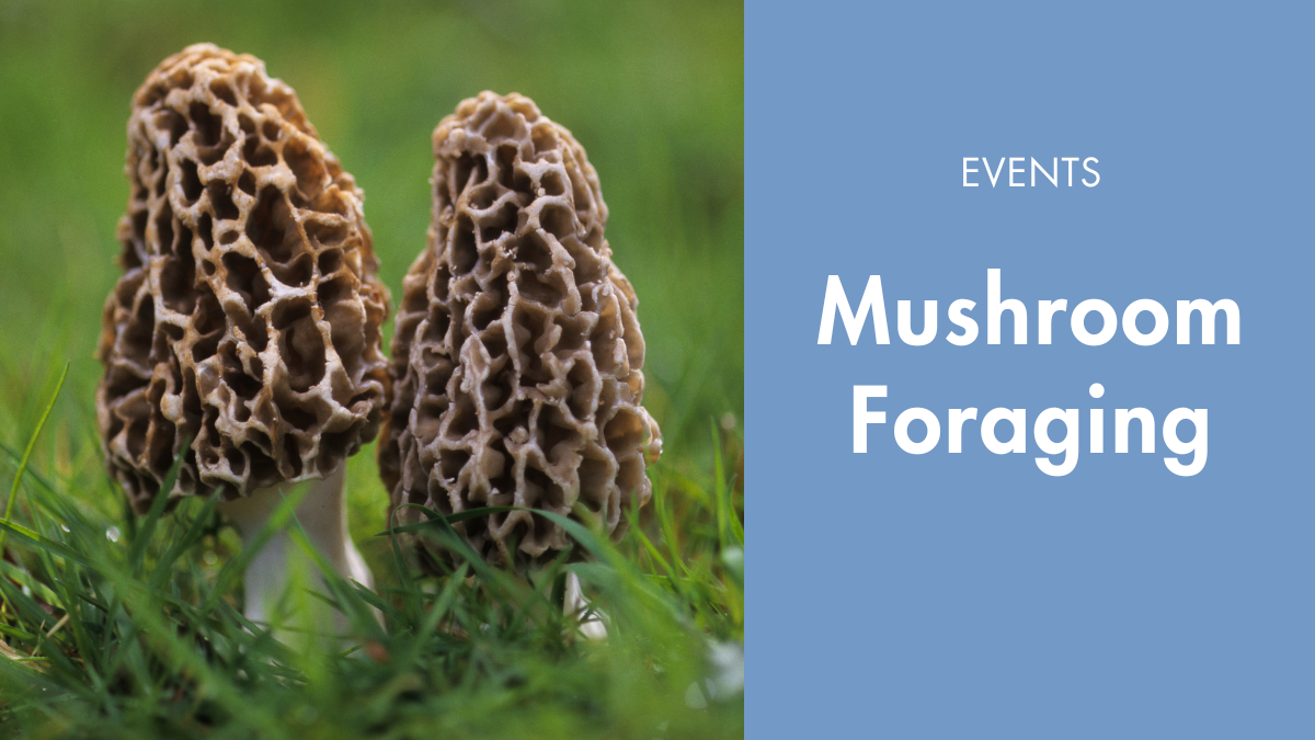 Mushroom Foraging with Chris Swindon of Mycophile Mushrooms
