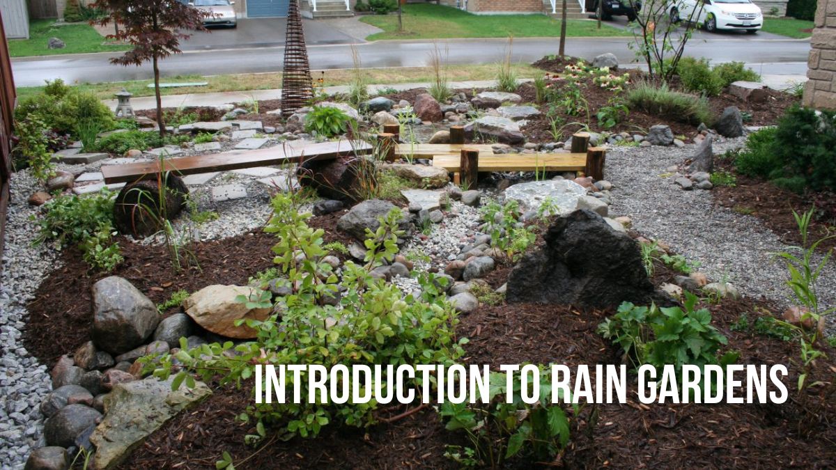 Rain Garden Class LocalHop Image