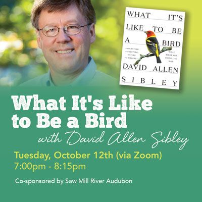 What It's Like to Be a Bird with David Allen Sibley