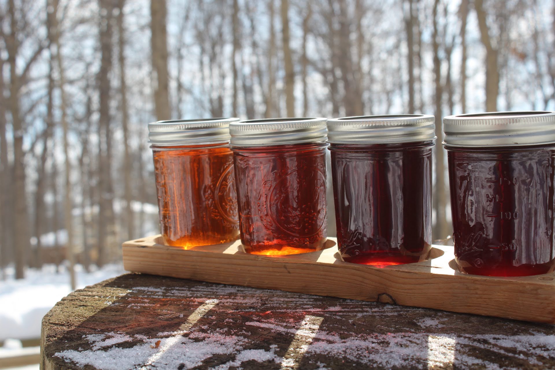 Knee High Naturalist: Trees and Treats