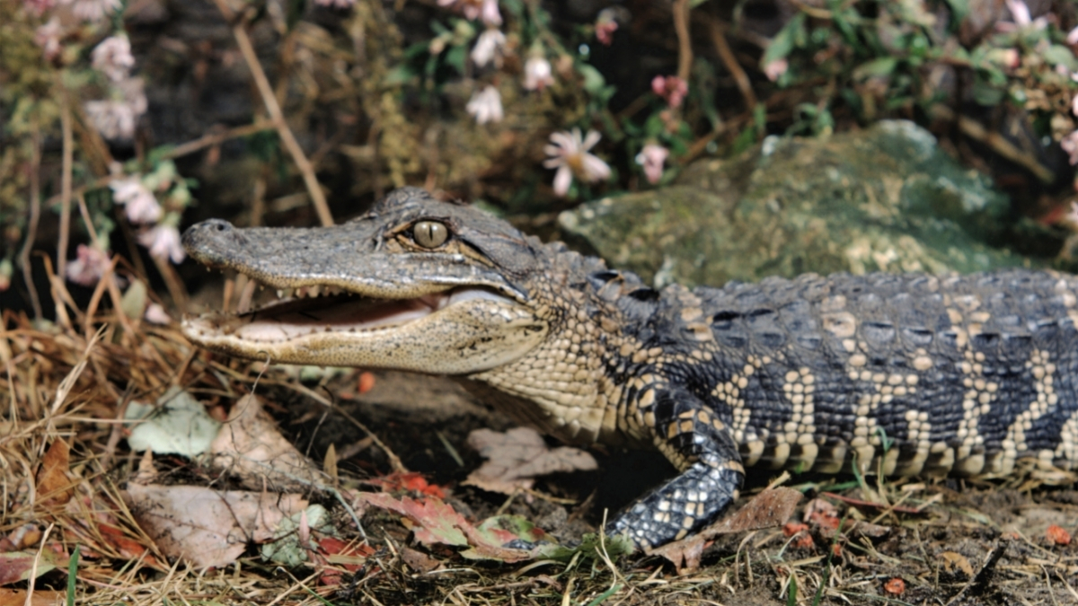 Critchlow Alligator Sanctuary (U)