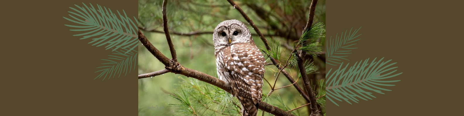 Owl Prowl (meet at Dinosaur Hill Nature Preserve)