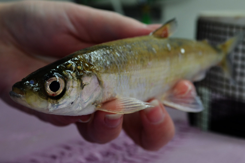 Native Fish Presentation