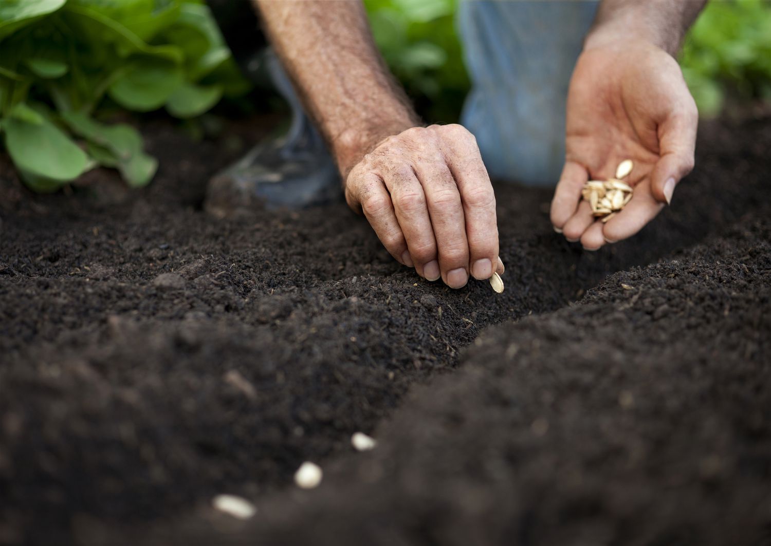 Knee High Naturalist: Seeds on the Move