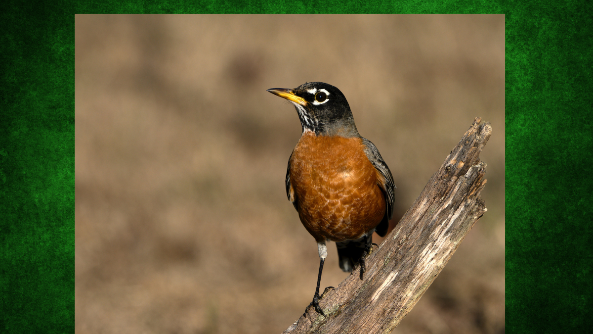 Great Backyard Bird Count (GBBC)