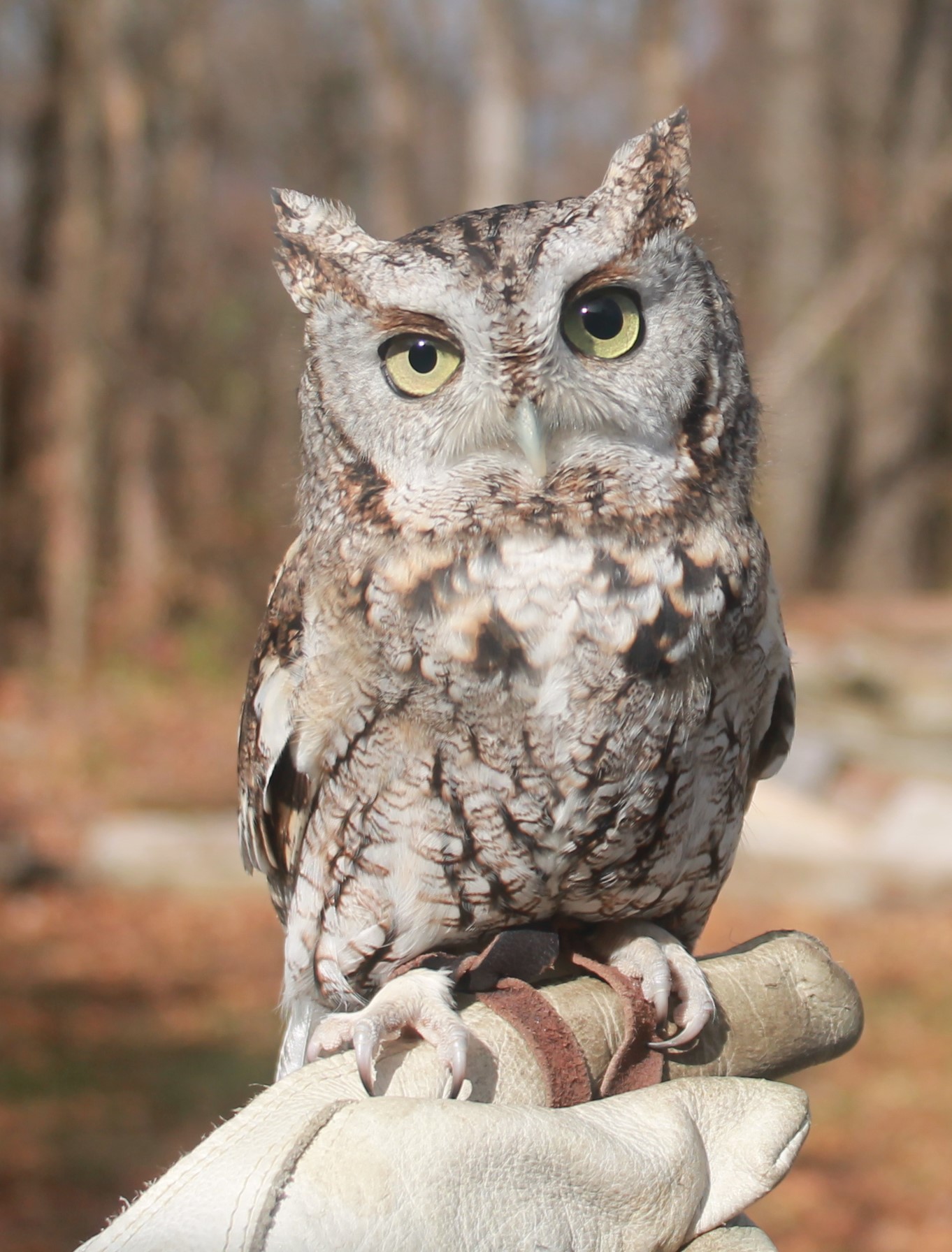 Awesome Owls: Live Owl Program at Mifflin Library